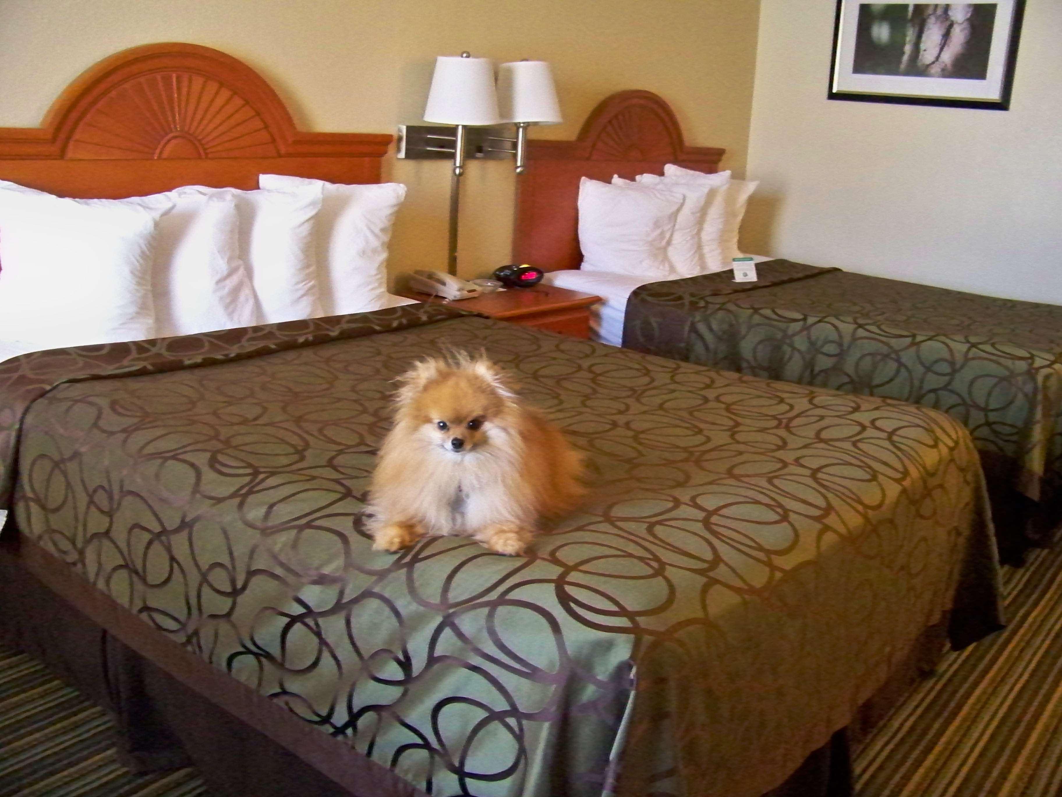 Best Western Of Murphy Bagian luar foto