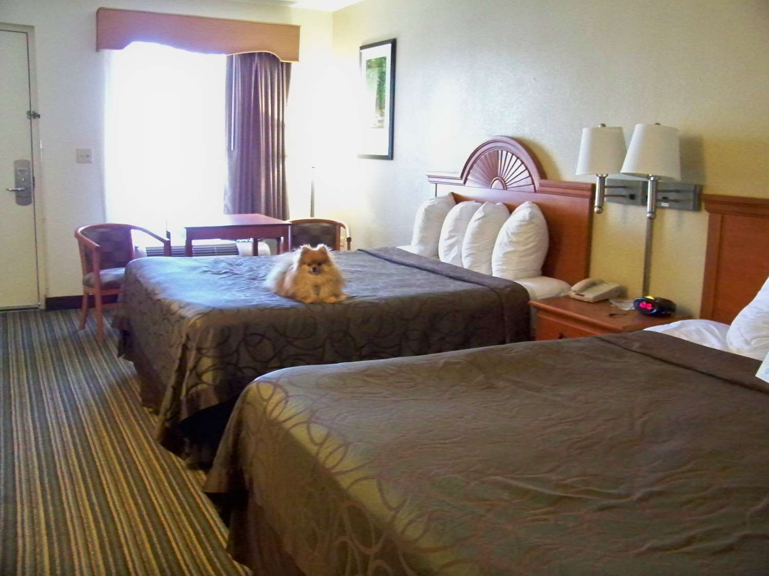 Best Western Of Murphy Bagian luar foto